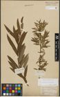Foto von Salix purpurea L. x Salix viminalis L.